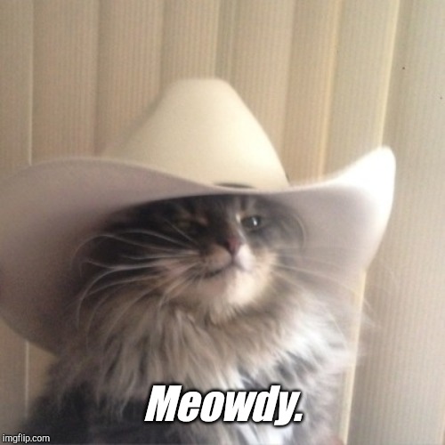 Cat cowboy hat | Meowdy. | image tagged in cat cowboy hat | made w/ Imgflip meme maker