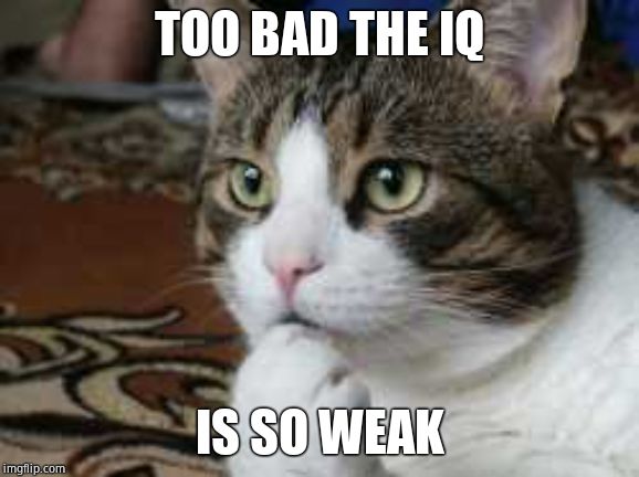 Ponder cat | TOO BAD THE IQ IS SO WEAK | image tagged in ponder cat | made w/ Imgflip meme maker