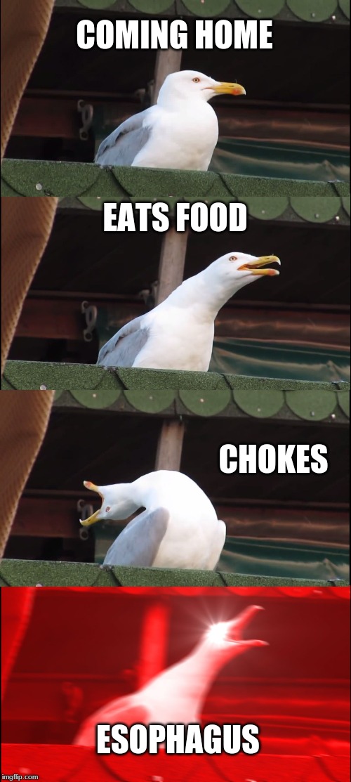 Inhaling Seagull | COMING HOME; EATS FOOD; CHOKES; ESOPHAGUS | image tagged in memes,inhaling seagull | made w/ Imgflip meme maker