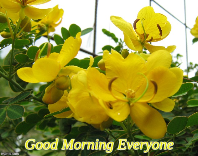 Good Morning Everyone | Good Morning Everyone | image tagged in memes,good morning,good morning flowers,flowers | made w/ Imgflip meme maker