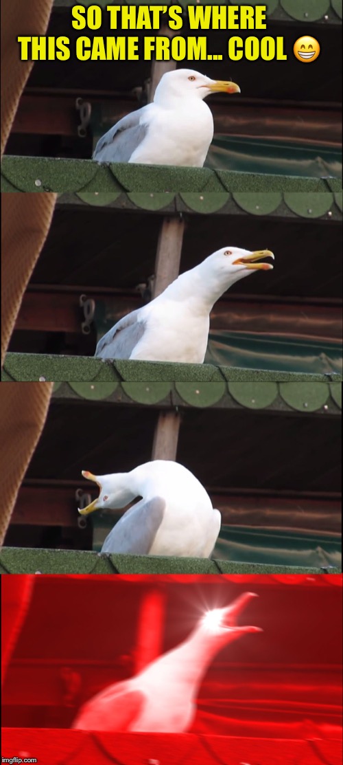Inhaling Seagull Meme | SO THAT’S WHERE THIS CAME FROM... COOL ? | image tagged in memes,inhaling seagull | made w/ Imgflip meme maker