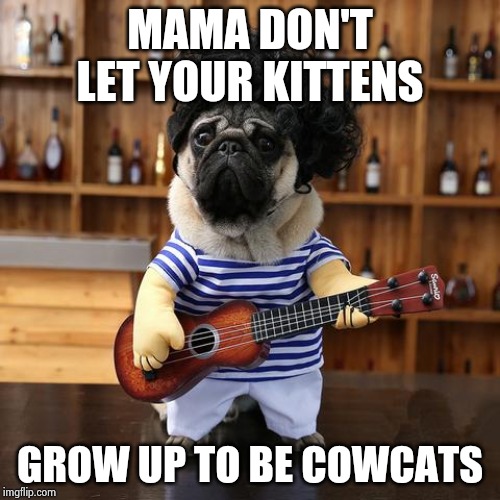 Ukelele Pug | MAMA DON'T LET YOUR KITTENS GROW UP TO BE COWCATS | image tagged in ukelele pug | made w/ Imgflip meme maker