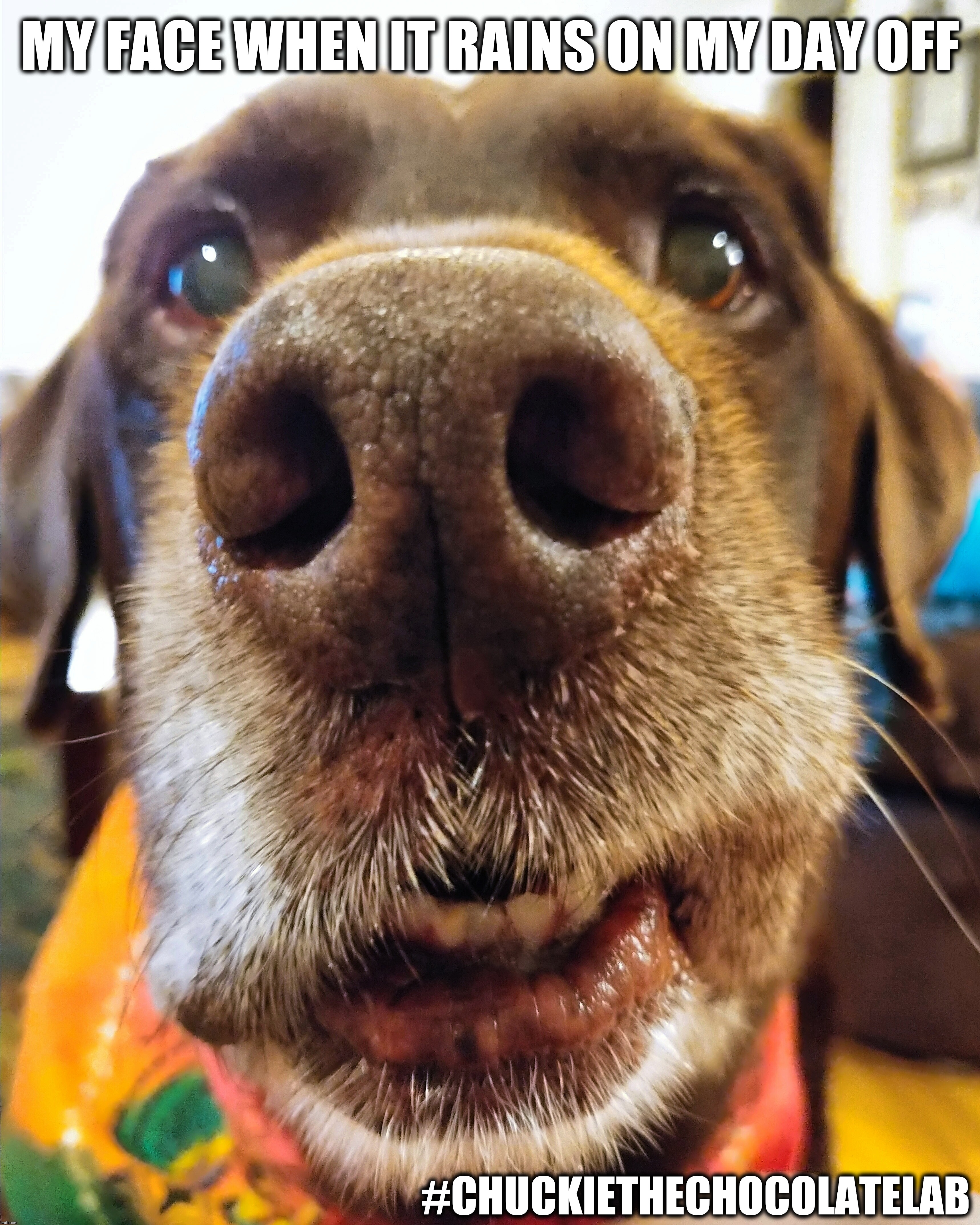 When it rains on my day off |  MY FACE WHEN IT RAINS ON MY DAY OFF; #CHUCKIETHECHOCOLATELAB | image tagged in chuckie the chocolate lab,rain,dogs,teef,cute,funny | made w/ Imgflip meme maker