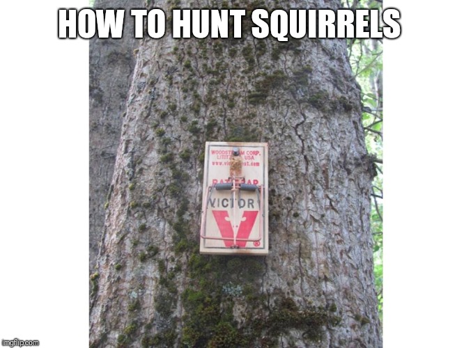 Just nail that bad boy up there | HOW TO HUNT SQUIRRELS | image tagged in funny memes | made w/ Imgflip meme maker