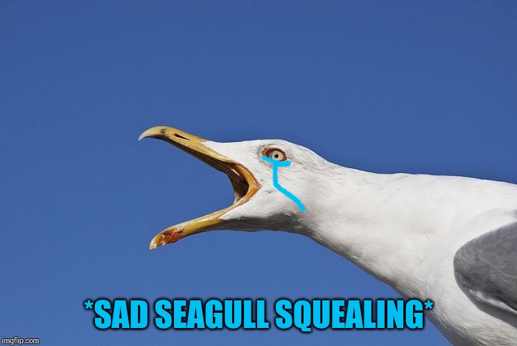 Sea Gull | *SAD SEAGULL SQUEALING* | image tagged in sea gull | made w/ Imgflip meme maker