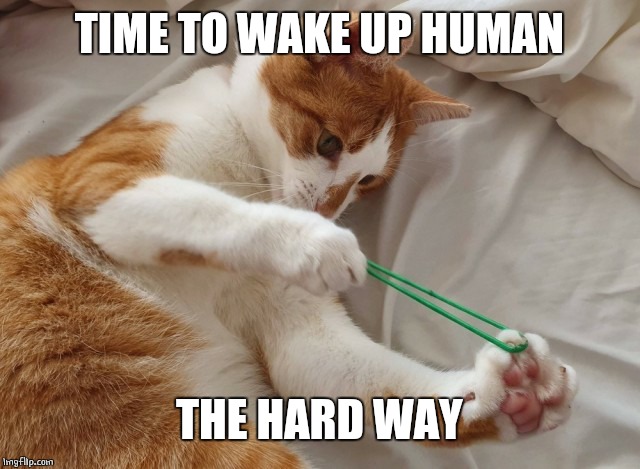 WAKE UP | TIME TO WAKE UP HUMAN; THE HARD WAY | image tagged in cat rubber band,cats,funny cats | made w/ Imgflip meme maker