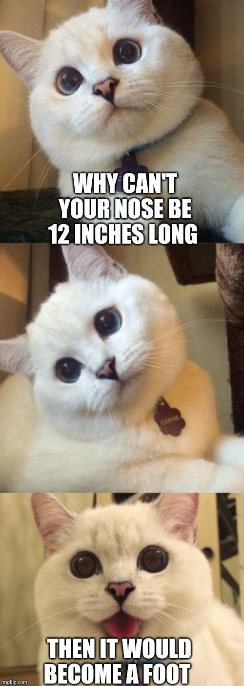 bad pun cat  | WHY CAN'T YOUR NOSE BE 12 INCHES LONG; THEN IT WOULD BECOME A FOOT | image tagged in bad pun cat | made w/ Imgflip meme maker