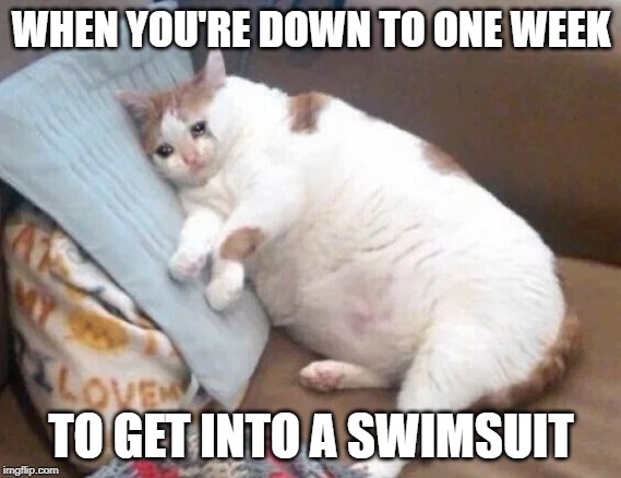 Fat Cat Crying | WHEN YOU'RE DOWN TO ONE WEEK; TO GET INTO A SWIMSUIT | image tagged in fat cat crying | made w/ Imgflip meme maker