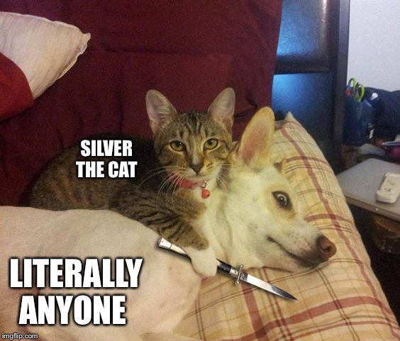 Cat knife Dog | SILVER THE CAT; LITERALLY ANYONE | image tagged in cat knife dog | made w/ Imgflip meme maker