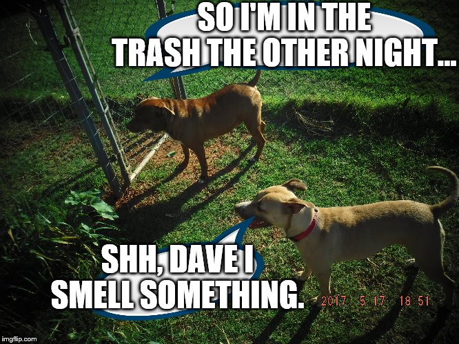 I was in the trash the other day. The continued adventures of Diseal and lexi. | SO I'M IN THE TRASH THE OTHER NIGHT... SHH, DAVE I SMELL SOMETHING. | image tagged in dog,doggo,pets | made w/ Imgflip meme maker