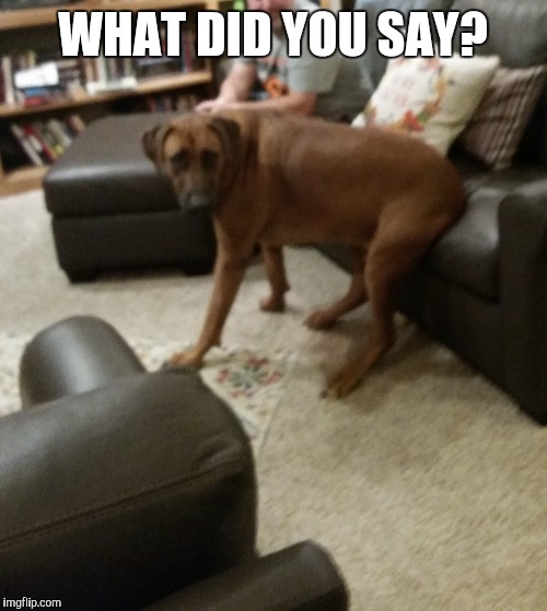 What did you say about me? | WHAT DID YOU SAY? | image tagged in what did you say about me | made w/ Imgflip meme maker