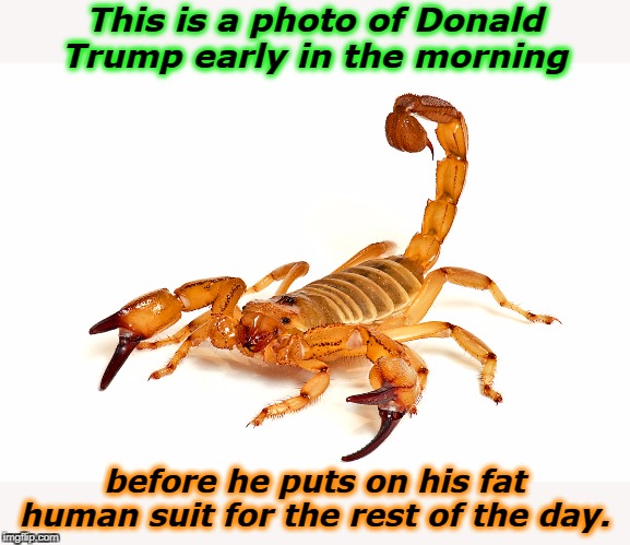 This is a photo of Donald Trump early in the morning; before he puts on his fat human suit for the rest of the day. | image tagged in trump,scorpion,vicious,spiteful,nasty | made w/ Imgflip meme maker
