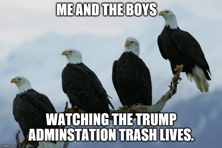 the bald eagles disapprove | ME AND THE BOYS; WATCHING THE TRUMP ADMINSTATION TRASH LIVES. | image tagged in memes,funny,politics,donald trump | made w/ Imgflip meme maker