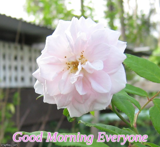 Good Morning Everyone | Good Morning Everyone | image tagged in memes,flowers,good morning,good morning flowers,roses | made w/ Imgflip meme maker