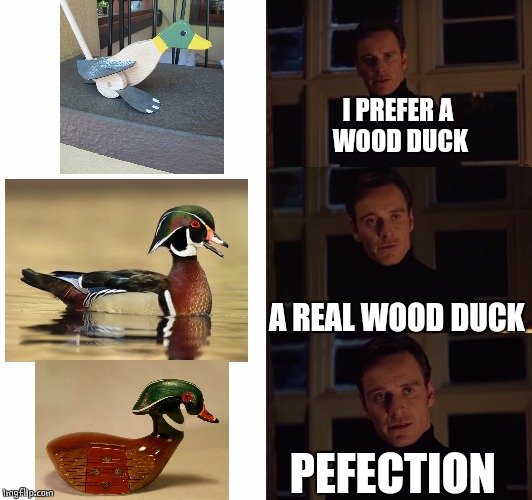 A REAL WOOD DUCK | I PREFER A 
WOOD DUCK; A REAL WOOD DUCK; PEFECTION | image tagged in perfection,wood duck,ducks | made w/ Imgflip meme maker
