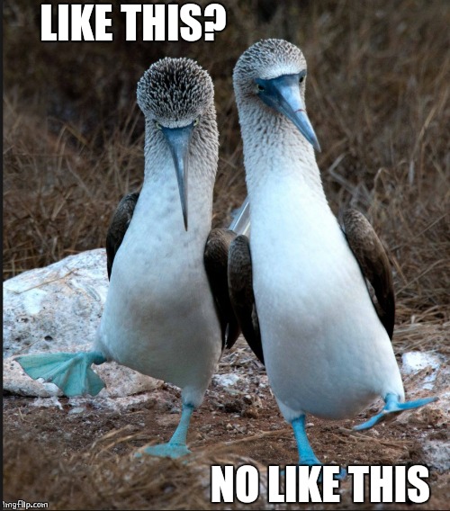 BLUE FOOT BOOBIES | LIKE THIS? NO LIKE THIS | image tagged in ducks | made w/ Imgflip meme maker