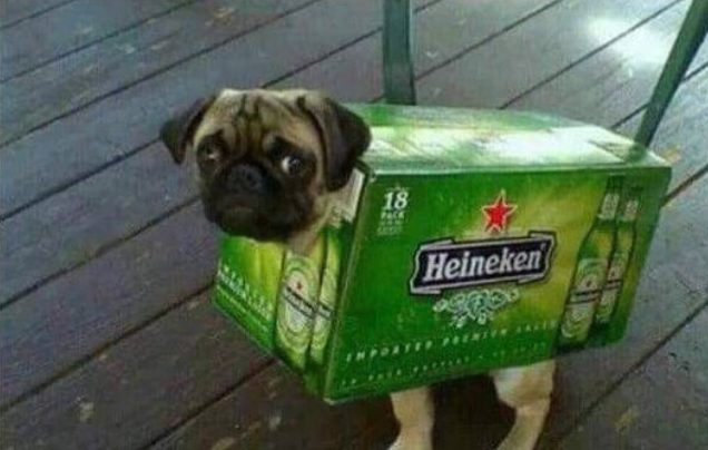Dog beer jacket Blank Meme Template
