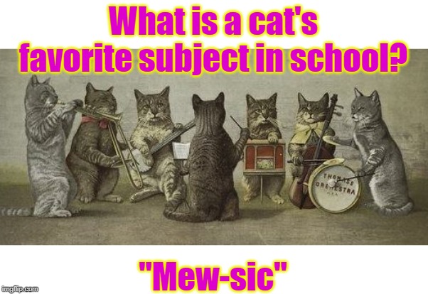 Cat favorite | What is a cat's favorite subject in school? "Mew-sic" | image tagged in cat | made w/ Imgflip meme maker