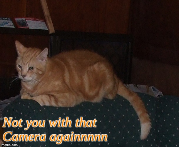 Not you with that Camera againnnn | Not you with that 
Camera againnnnn | image tagged in memes,cats,funny cats,ginger cats | made w/ Imgflip meme maker