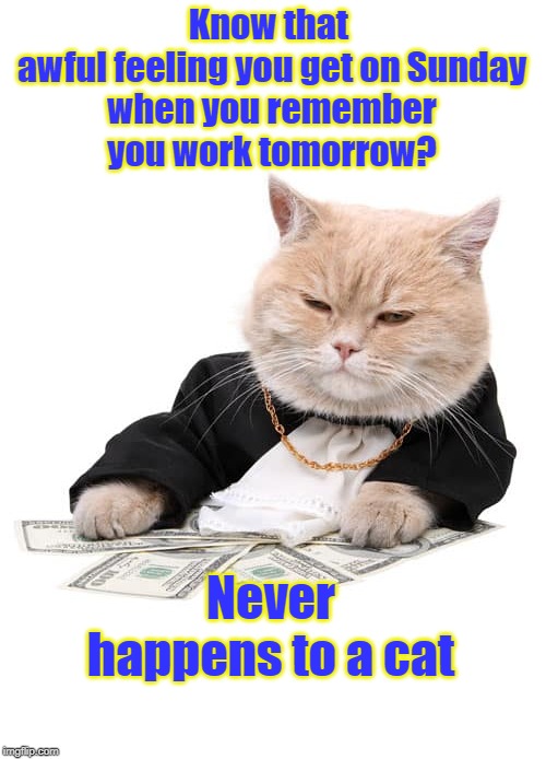 Awful feeling | Know that 
awful feeling you get on Sunday
 when you remember 
you work tomorrow? Never happens to a cat | image tagged in cat | made w/ Imgflip meme maker