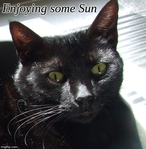 Enjoying some sun | Enjoying some Sun | image tagged in memes,cats,black cats,funny cats | made w/ Imgflip meme maker