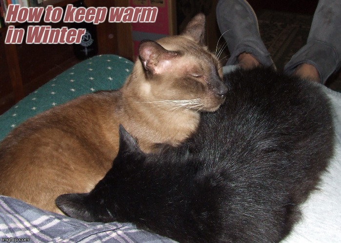How to keep warm in Winter | How to keep warm
in Winter | image tagged in memes,cats,funny cats,warm cats | made w/ Imgflip meme maker