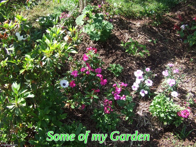 Some of my Garden | Some of my Garden | image tagged in memes,garden | made w/ Imgflip meme maker