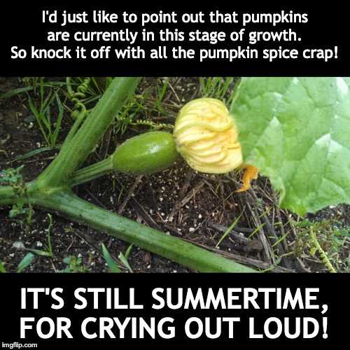 Enough Already! | I'd just like to point out that pumpkins are currently in this stage of growth. So knock it off with all the pumpkin spice crap! IT'S STILL SUMMERTIME, FOR CRYING OUT LOUD! | image tagged in pumpkin spice | made w/ Imgflip meme maker