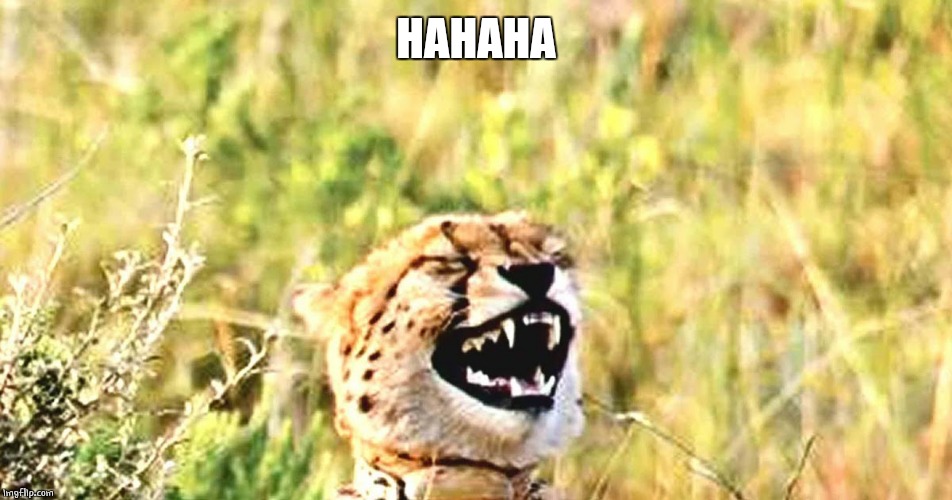 LAUGHING LEOPARD | HAHAHA | image tagged in laughing leopard | made w/ Imgflip meme maker