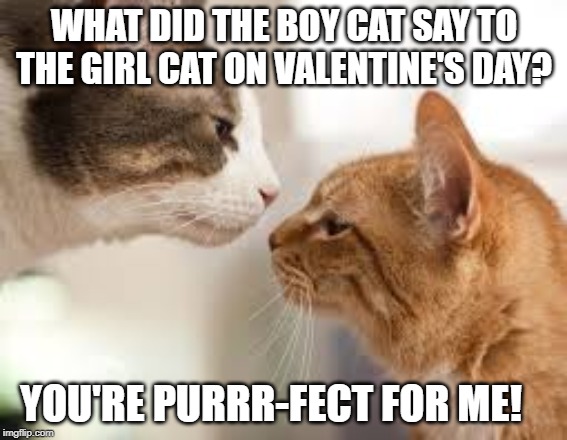 cat valentines day | WHAT DID THE BOY CAT SAY TO THE GIRL CAT ON VALENTINE'S DAY? YOU'RE PURRR-FECT FOR ME! | image tagged in cat | made w/ Imgflip meme maker