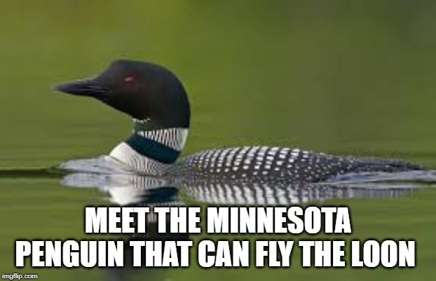 Loons | MEET THE MINNESOTA PENGUIN THAT CAN FLY THE LOON | image tagged in minnesota,penguin | made w/ Imgflip meme maker