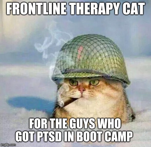 War Cat |  FRONTLINE THERAPY CAT; FOR THE GUYS WHO GOT PTSD IN BOOT CAMP | image tagged in war cat | made w/ Imgflip meme maker