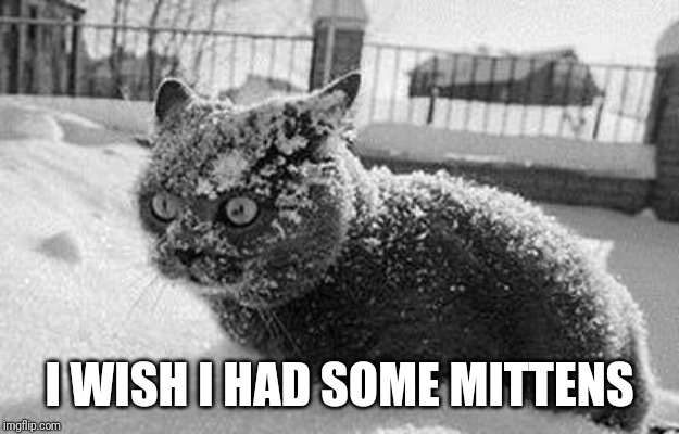 so much cocaine cat | I WISH I HAD SOME MITTENS | image tagged in so much cocaine cat | made w/ Imgflip meme maker