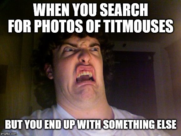 Oh No | WHEN YOU SEARCH FOR PHOTOS OF TITMOUSES; BUT YOU END UP WITH SOMETHING ELSE | image tagged in memes,oh no | made w/ Imgflip meme maker