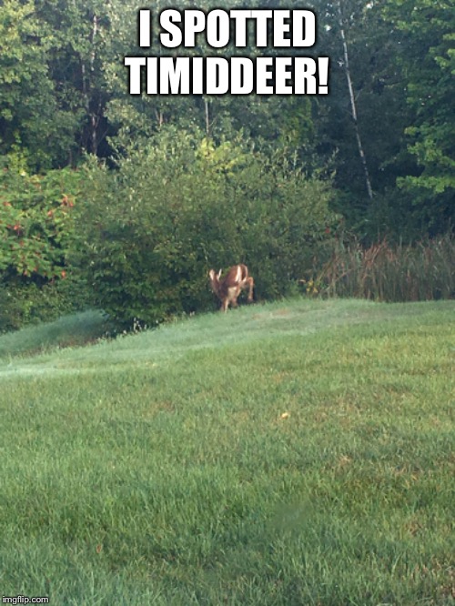 Not pictured is her flipping me off before running away | I SPOTTED TIMIDDEER! | image tagged in timiddeer,just a joke,smiley face | made w/ Imgflip meme maker