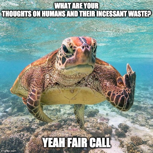 turtles hate humans | WHAT ARE YOUR THOUGHTS ON HUMANS AND THEIR INCESSANT WASTE? YEAH FAIR CALL | image tagged in pissed off turtle | made w/ Imgflip meme maker