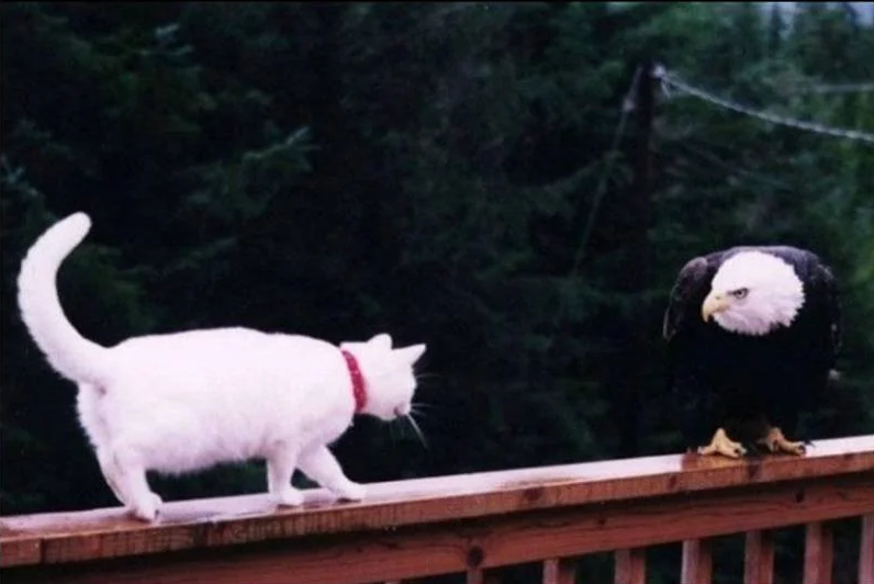 Overconfidence Cat Versus Eagle Blank Template - Imgflip