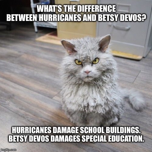 Just waiting for a hurricane to be named after Betsy DeVos | WHAT’S THE DIFFERENCE BETWEEN HURRICANES AND BETSY DEVOS? HURRICANES DAMAGE SCHOOL BUILDINGS. BETSY DEVOS DAMAGES SPECIAL EDUCATION. | image tagged in bad joke cat,memes,betsy devos,special education,school,hurricane | made w/ Imgflip meme maker