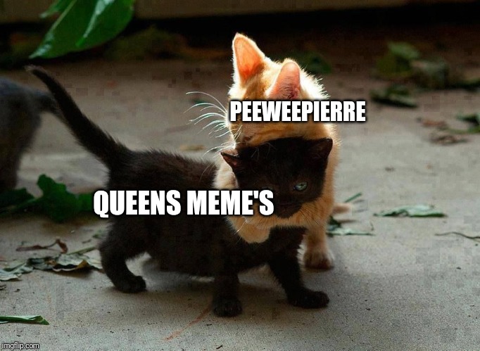 kitten hug | QUEENS MEME'S PEEWEEPIERRE | image tagged in kitten hug | made w/ Imgflip meme maker