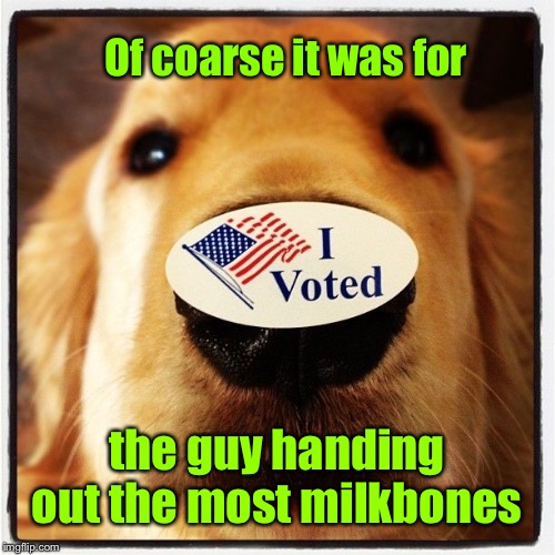 I think I’ll go vote for seconds | Of coarse it was for; the guy handing out the most milkbones | image tagged in dog,voting,milkbones | made w/ Imgflip meme maker