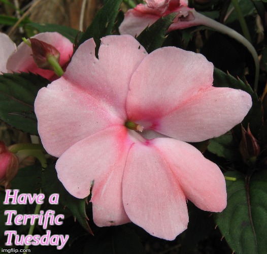 Have a Terrific Tuesday | Have a 
Terrific
Tuesday | image tagged in memes,flowers,tuesday,have a terrific tuesday | made w/ Imgflip meme maker