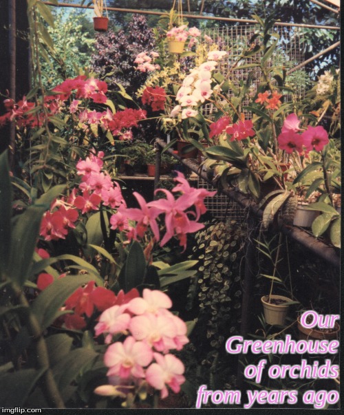 Our Greenhouse of orchids from years ago | Our
Greenhouse
of orchids
from years ago | image tagged in memes,orchids | made w/ Imgflip meme maker