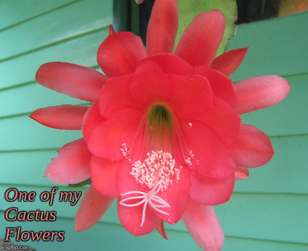 One of My Cactus Flowers | One of my
Cactus
Flowers | image tagged in memes,cactus flowers,flowers,cactus | made w/ Imgflip meme maker