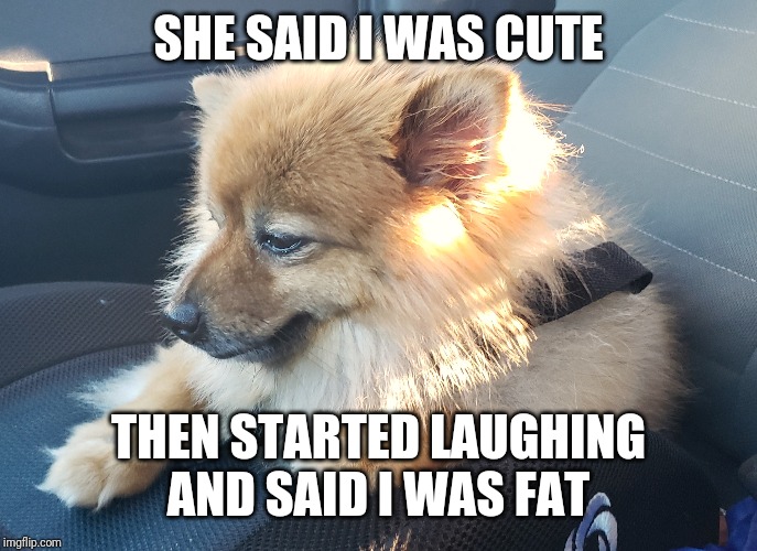 SHE SAID I WAS CUTE; THEN STARTED LAUGHING AND SAID I WAS FAT | image tagged in dogs,meme,dogmemes,funny,cute | made w/ Imgflip meme maker