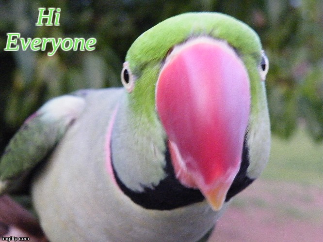 Hi Everyone | Hi
Everyone | image tagged in memes,hi,hi everyone,birds,funny birds | made w/ Imgflip meme maker