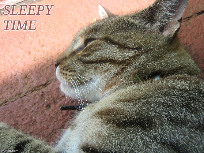 Sleepy time | SLEEPY
TIME | image tagged in memes,cats,sleepy cats | made w/ Imgflip meme maker