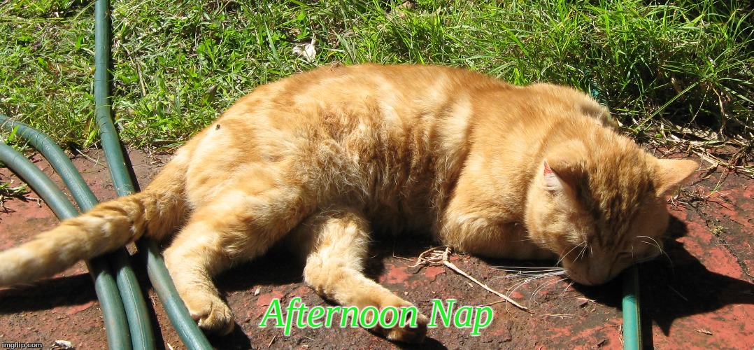 Afternoon Nap | Afternoon Nap | image tagged in memes,cats,cats napping | made w/ Imgflip meme maker