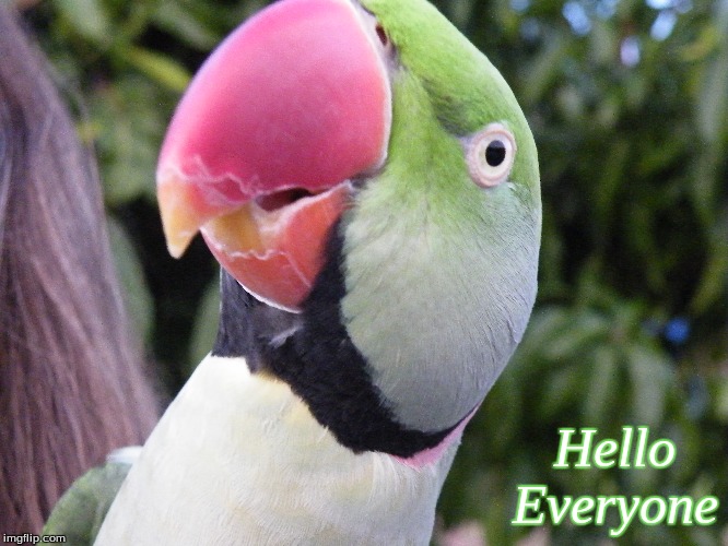 Hello Everyone | Hello   
Everyone | image tagged in memes,birds,hello birds | made w/ Imgflip meme maker