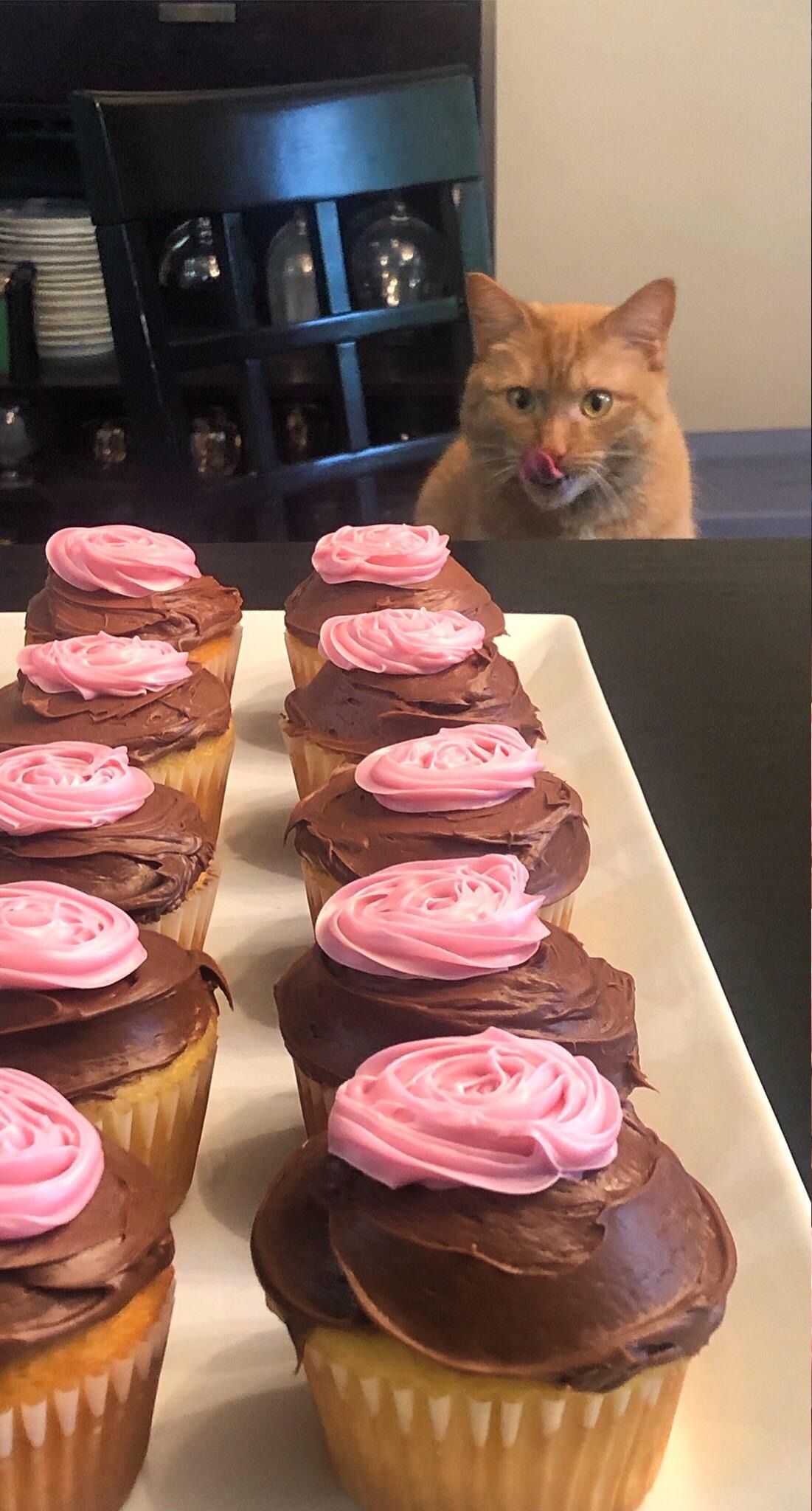 Cat looking at cupcakes Blank Meme Template
