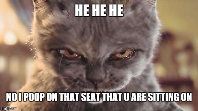 Evil Cat | HE HE HE NO I POOP ON THAT SEAT THAT U ARE SITTING ON | image tagged in evil cat | made w/ Imgflip meme maker